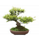 OR BRUN Terreau bonsai 4l