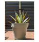 Bac a fleurs rond RIVIERA SOLEILLA - Plastique - Diametre 50 cm - Vert argile