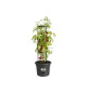 ELHO Pot a tomate Green Basics - 33 cm - Noir vif
