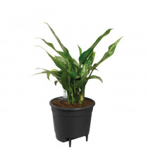 Elho Self-watering Insert Pot a fleurs 44 - Noir - Ø 43 x H 39 cm - intérieuraccessoires - 100% recyclé
