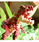 Figurine en briques - BANDAI - NANOBLOCK - Tyrannosaurus Rex Deluxe - 850 pcs