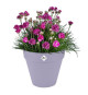 Pot de fleur - Elho - Loft Urban Rond - Roues 40 - Violet - L 39 x B 38.5 x H 35 cm - Extérieur - 100% recyclé