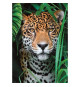 CLEMENTONI - Compact 500 pieces - Jaguar in the jungle
